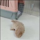 더 반려 강아지분양 고양이분양 잠실본점 네이버블로그