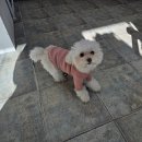 THE DOG SALON 이미지