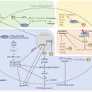 Re:Anticancer Properties of Essential Oils and Other Natural Products 이미지