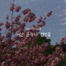 문수골한옥펜션 | [충남/서산]벚꽃지고 겹벚꽃이 활짝::문수사 겹벚꽃