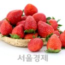 딸기 서울경제