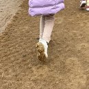 대주축사 | 경기도 가평 아이들과 가볼 만한 곳 가평 양떼목장 클라우드힐 카페라떼와 빵