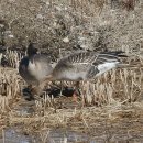 오리사냥 이미지