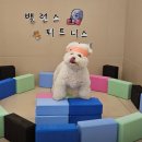 상주호텔 | 부전동애견호텔 24시 직원 상주 안전한 호텔링 후기