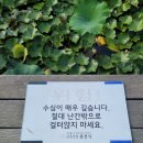 울미연꽃마을 | 남양주 봉선사 연꽃 | 봉선사 계곡, 트윈하우스카페 강아지 동반 카페