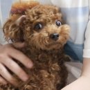 라트레 이미지