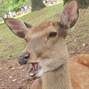 신우엔그룹 | 오사카 여행기록 3 _ 사슴이 엉만튀에게로 간다