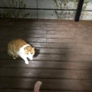 냥냥민박 이미지