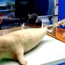 화진포 생태박물관 이미지