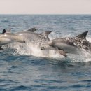 대정1리 이미지