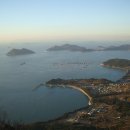 완도로뎀나무 이미지