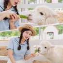 일일농산물 | 삿포로 비에이 후라노 일일 버스투어 잇쇼니 후기와 꿀팁 대공개!