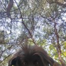 꽃보다 개 이미지