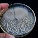 비에스케이(BSK) 이미지