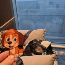 호박피씨 | 강릉 세인트존스호텔 반려견동반 펫룸 오션뷰 내돈내산