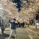 인천대공원(자전거광장) | 2026 인천대공원 벚꽃 실시간 4월 8일 만개 위치 주차