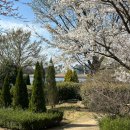 달성주민건강증진센터 | 2025 대구 벚꽃 나들이 결산 🌸 남평문씨본리세거지, 월광수변공원, 옥연지, 용연사벚꽃길