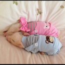 행복한우리소 이미지