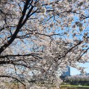 오송 호수공원 화장실 1 | [실시간] 세종·청주 벚꽃 막차 타세요! 조치원 조천 vs 오송호수공원 방문 후기 (4/5 기준)