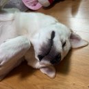광주 반려동물용품 위글리펫 용봉점 | 강아지수제간식과 케이크 주문제작 가능한 광주 24시무인용품점 “광주 반려동물 용품 위글리펫 용봉점”