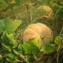 형근농장 이미지