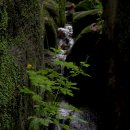 꿈꾸는 숲 이미지