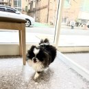 그루머제인 이미지