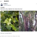 [단독] 뉴질랜드 출장 '미루나무 꼭대기에~' 유동규 증언 사실로 밝혀져 이미지