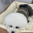 스타일 퍼피 | 강서 애견미용실, 화곡동 애견유치원 &#39;퍼피파파&#39; 후기 !