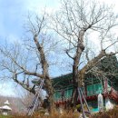 광덕사 일대 이미지