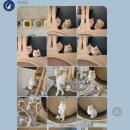 잔다냥 이천점 이미지