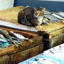 생선가게 이미지