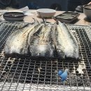 파라솔장어 이미지