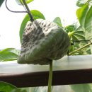 구름농장 이미지