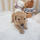 오아이펫 이미지