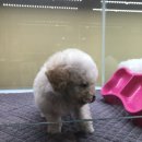 스타트독 구리점 이미지