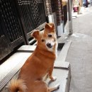 도기얌얌 이미지