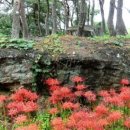 용월리지석묘군 이미지