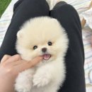 꽃강아지 이미지