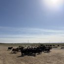 돌산가축 | [경험: 몽골 여행(2)] 몽골의 사막에서 낙타도 보고 썰매도 타고~ 잊을 수 없는 추석의 밤하늘까지(몽골...