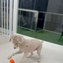 뚜뚜멍멍 이미지