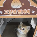 고양이샵 | 안녕동/동탄/의왕 고양이분양후기 1등분양샵 고양이는 역시 고사남~!!