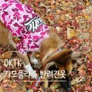 96 | OKTK 카모플라쥬 허슬 96 대형견옷 추천 후기:)