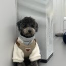 슈가몽 | 서초 강아지호텔 사회화 가능 유치원! 12월 오픈이벤트 ing