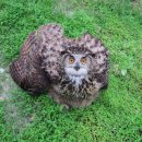 광주광역시야생동물구조관리센터 이미지