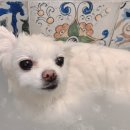 털찐친구들 이미지