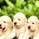 애완용품 할인마트 이미지