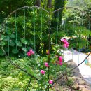 [코리아둘레길45선, 5차] 남파랑길42코스 남해 다랭이마을 다녀왔습니다. 2025.6.7 이미지