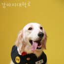 강아지대학로 이미지