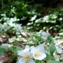 소양강둘레길 1코스 이미지